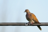 20453 Streptopelia turtur (Tortora selvatica)